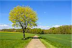 Field with Path and Maple Tree in Spring, Lichtel, Baden-Wurttemberg, Germany