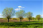 Row of Willow Trees in Field in Spring, Leuzenbronn, Bavaria, Germany