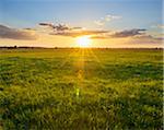 Meadow at Sunset in Spring, Muhr am See, Weissenburg-Gunzenhausen, Bavaria, Germany