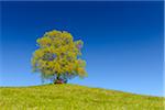 Lime Tree in Spring, Baden-Wurttemberg, Germany