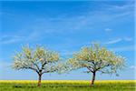 Blossoming Apple Trees in Spring, Bad Mergentheim, Baden-Wurttemberg, Germany