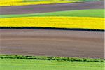 Countryside with Canola and Grain Field in Spring, Birkenfeld, Franconia, Bavaria, Germany