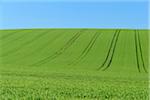 Countryside with Grain Field in Spring, Birkenfeld, Franconia, Bavaria, Germany