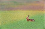 European Brown Hare (Lepus europaeus) in Grain Field, Gunzenhausen, Weissenburg-Gunzenhausen, Bavaria, Germany