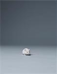 White mouse sitting alone