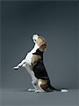 Beagle sitting on hind leg