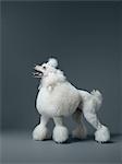 White poodle standing in profile