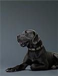 Portrait of big dog in profile