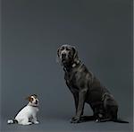 Double portrait of small and big dog