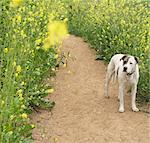 Dog standing on path,looking at flowers