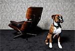Dog seating in front of a chair