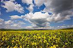 Orcia valley in spring