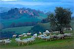 Crete senesi valley in winter