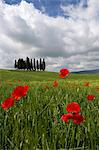 Orcia valley in spring