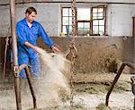 farmer cleaning cow barn