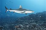 White tip reef shark swimming in coral