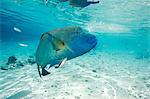 Napoleon wrasse swimming in ocean