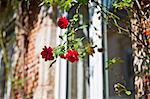 Close up of flowers outside house