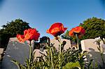 Close up of flowers growing on graves