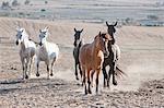 Horses running in dirt field