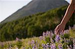 Womans hand in field of flowers