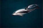 Dusky dolphin swimming at water surface