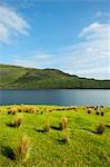 Still lake in rural landscape