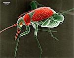 Scanning electron micrograph of a plant bug.