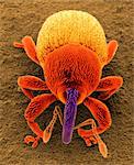 Scanning electron micrograph of a snout beetle