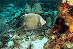 Angelfish swimming at underwater reef