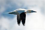 Gannet bird flying in air