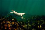 Seal swimming underwater