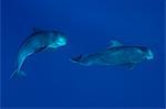 Sperm whales swimming underwater