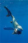 Blue shark eating underwater