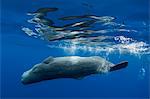 Sperm whale swimming underwater