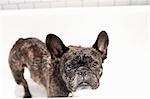 French bulldog standing in bathtub