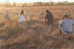 People watching giraffes on safari, Stellenbosch, South Africa