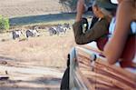 Women looking at zebras from vehicle, Stellenbosch, South Africa