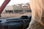 Woman photographing wildlife through vehicle window, Stellenbosch, South Africa