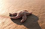 Starfish on sandy beach