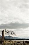 Dead tree, Lake Tahoe, California, USA