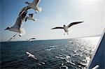 Seagulls flying over sea