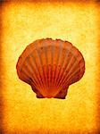 Scallop shell