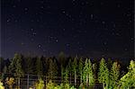 Trees and stars at night, Pobershau, Germany