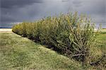 Green hedge in field