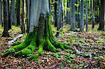 Moss on tree roots in forest