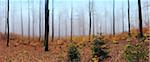 Panoramic view of misty forest in autumn, near Frankfurt, Germany