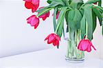 Pink tulips in glass vase, close up