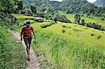 Woman treks along the trail through rice terraces, Bahundanda, Nepal