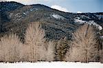 Bare trees and mountain ranges, Mazama, Washington, USA